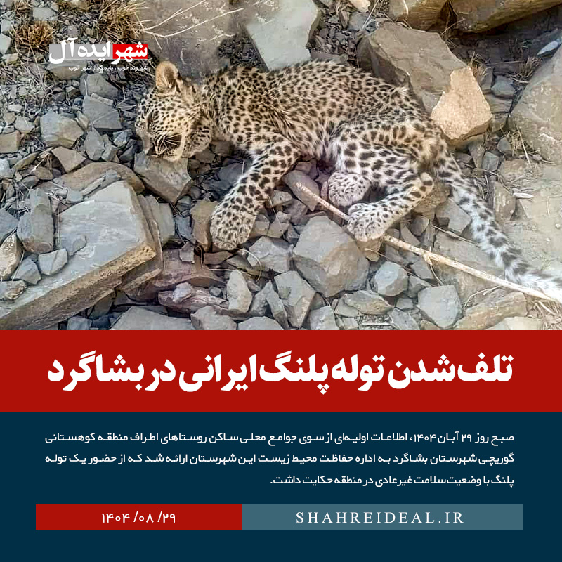 تلف شدن توله پلنگ ایرانی در بشاگرد