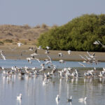 گونه های زیستی
